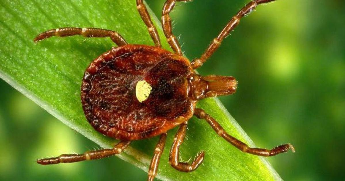 UK Offers Information on Ticks and Alphagal Syndrome UKNow